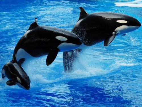 ¿Por qué las ballenas y los delfines no deberían vivir nunca en cautividad?