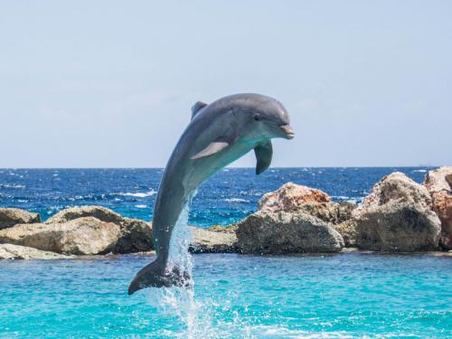 Santuario de delfines en EEUU, previsto para 2020