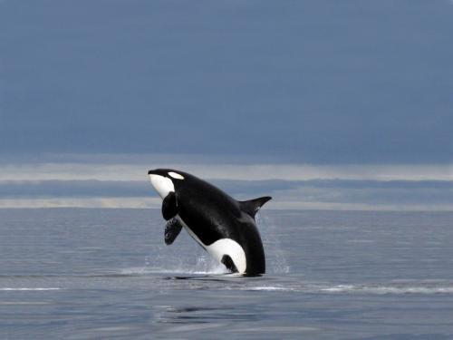 Gran victoria en Vancouver a favor de los cetáceos en cautividad