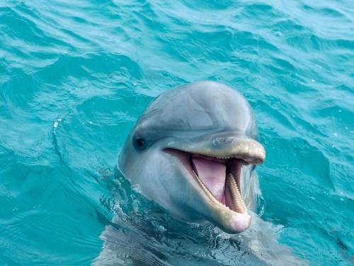 Muere un joven delfín en el delfinario de Arizona