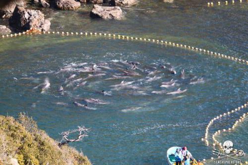 La matanza de delfines en Taiji se reduce a más de la mitad de la temporada pasada
