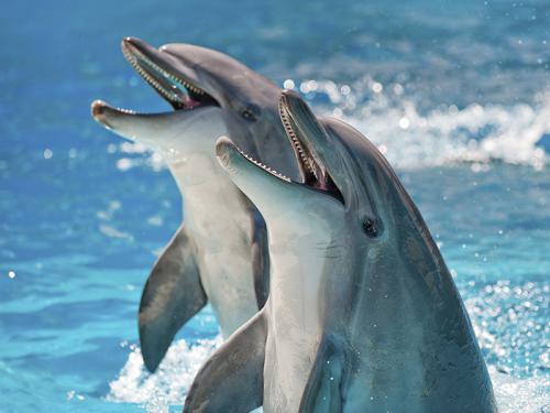 Delfines felices: porqué estos titulares son falsos