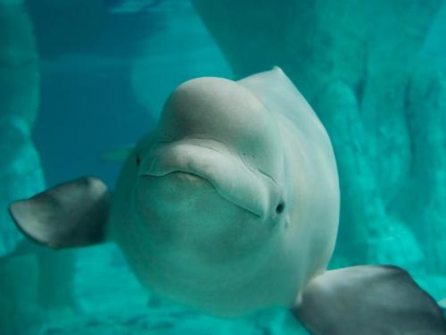 El primer santuario para belugas se creará en Islandia