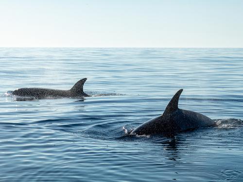 The Whale Sanctuary Project encuentra el lugar para su santuario de orcas y belugas