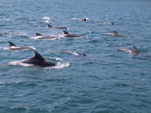 Rusia intenta evitar que se prohíban las capturas de cetáceos vivos en aguas rusas para su cautiverio