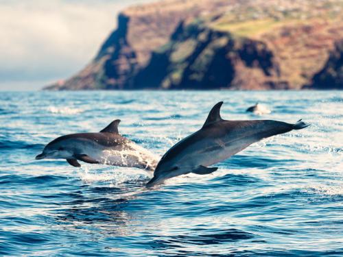   Tras cuatro años en cautiverio, un delfín logra escapar y se reúne con su manada 