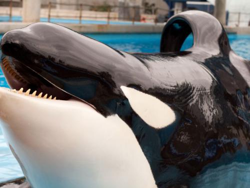 El alarmante estado de la aleta dorsal de la orca Keet