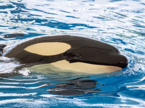 Conoce la historia de la orca Lolita del Miami Seaquarium