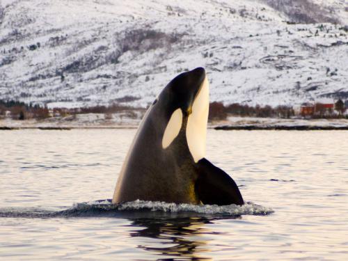 La demanda de China y Rusia reaviva las capturas de orcas salvajes