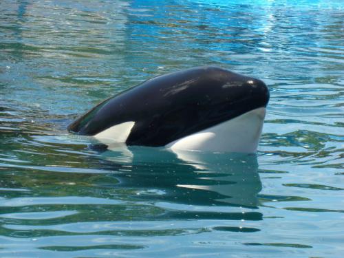 La historia de la orca Morgan, su vida de acoso en Loro Parque y los intereses económicos tras su “rescate”