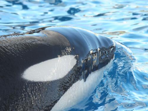 Ni delfines ni orcas para las Olimpiadas en Sochi