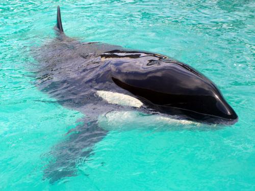 La historia de Kshamenk, una orca solitaria mantenida en cautividad en Argentina
