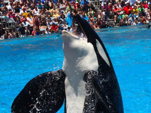SOSDelfines inicia su 3ª Campaña de Verano contra el cautiverio de los cetáceos 