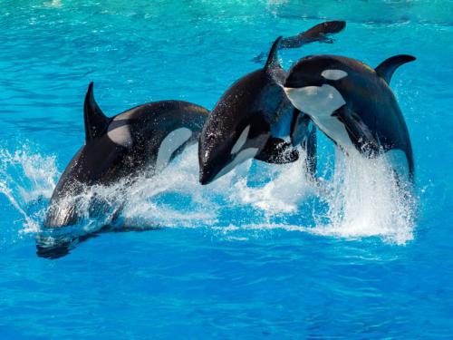 Carnival Cruises no quiere hablar del sufrimiento de los cetáceos en cautividad