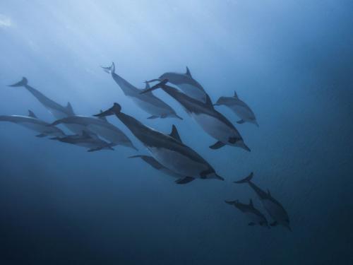 Conoce la relación entre las masacres de delfines de Taiji y los delfinarios