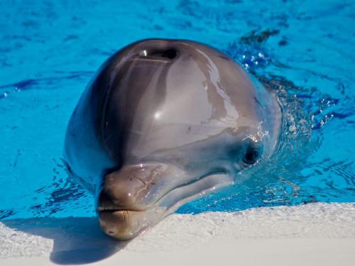 SOSdelfines denuncia un posible maltrato de los delfines en Marineland Mallorca