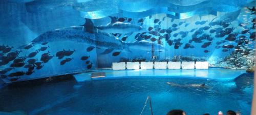 El Zoo de Barcelona seguirá exhibiendo a sus delfines