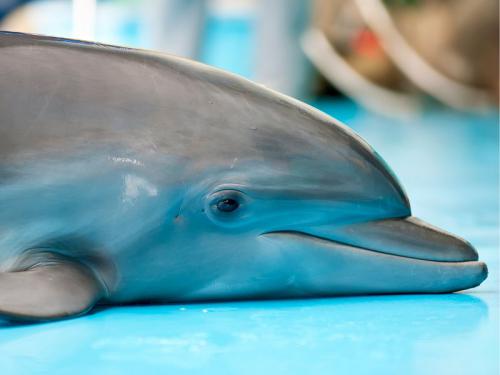 Muere cría de delfín en Alemania. Otra vez