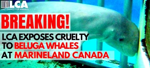 Las belugas de Marineland Canada, investigación de LCA