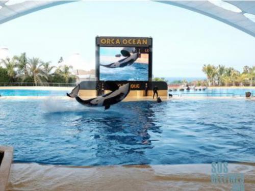SeaWorld anuncia el cese de sus programas de reproducción en orcas