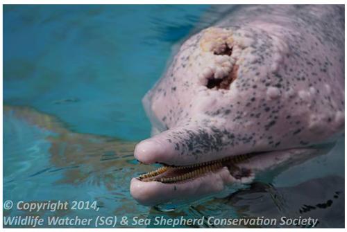 Cierra otro delfinario, el Underwater World de Singapur