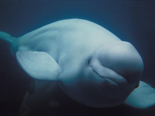 La doble cara del Georgia Aquarium: en juego la vida de 18 belugas