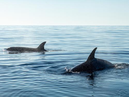 Há como fazer santuários onde orcas e belugas possam se retirar do