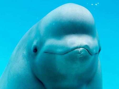 ¿Sabías que en términos de tamaño y complejidad del cerebro, las belugas están entre los cetáceos más inteligentes?
