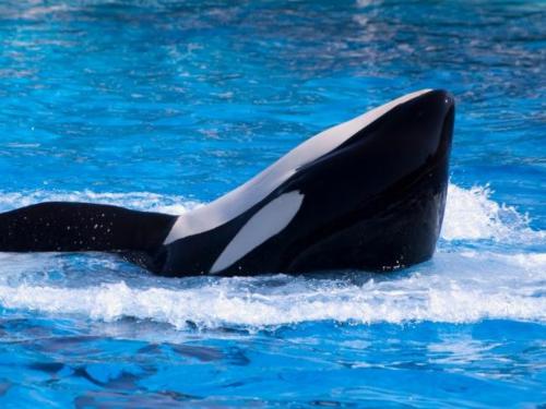Ha muerto Kiska, la orca más triste del mundo