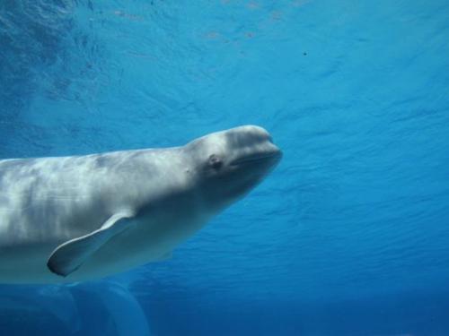 Mueren un delfín y una beluga en Marineland Ontario
