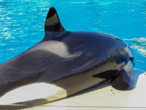Muere la orca Lolita, que llevaba más de 50 años en cautividad