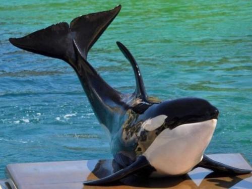 Muere la orca Moana con tan solo 12 años