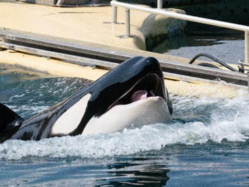 Muere la orca Inouk después de 25 años en cautiverio en Marineland Antibes