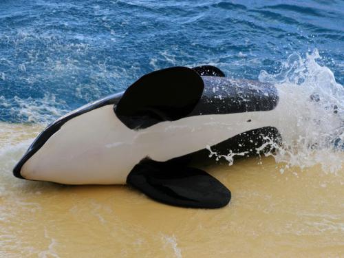  Un nuevo aborto para la orca Orkid en Sea World