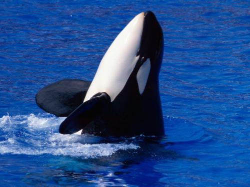 Nuevo juicio para la orca Morgan el 3 de Diciembre