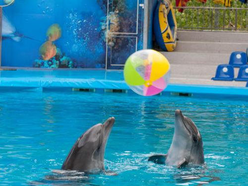 SOSdelfines lamenta que el zoo de Barcelona haya optado por seguir exhibiendo delfines